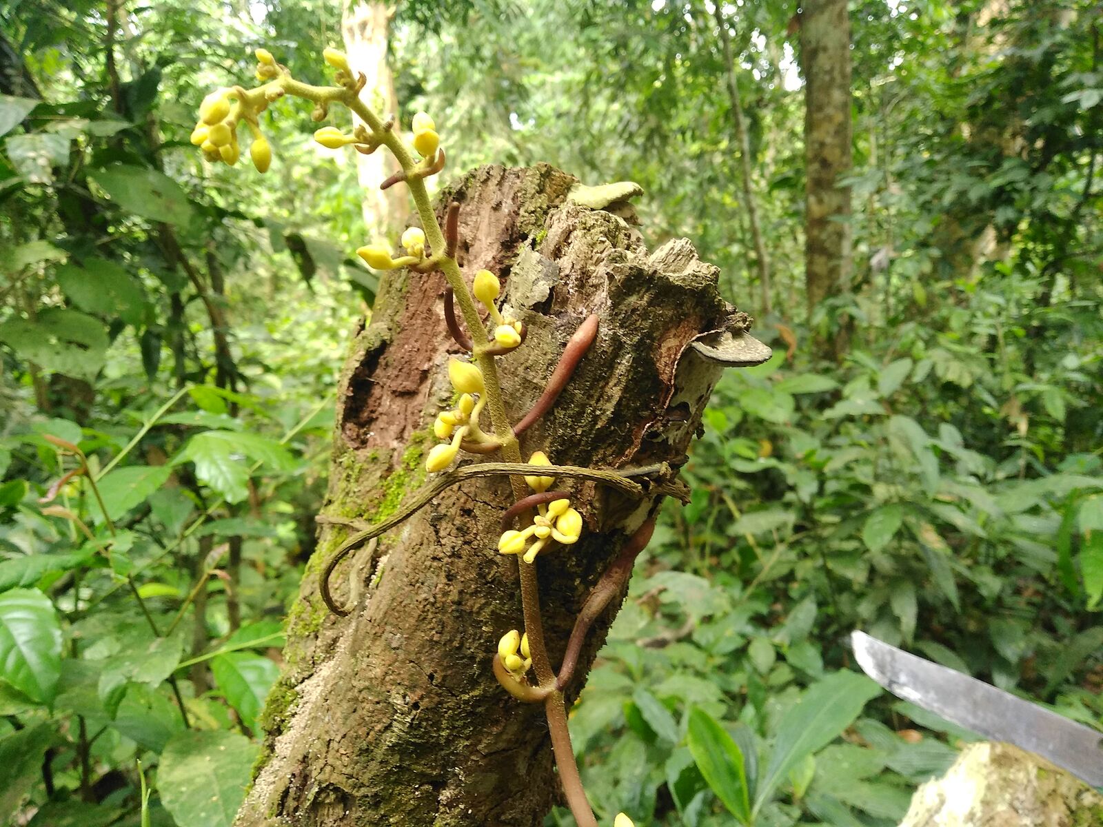 utils/images/species/spc_000100313_000085311.jpg