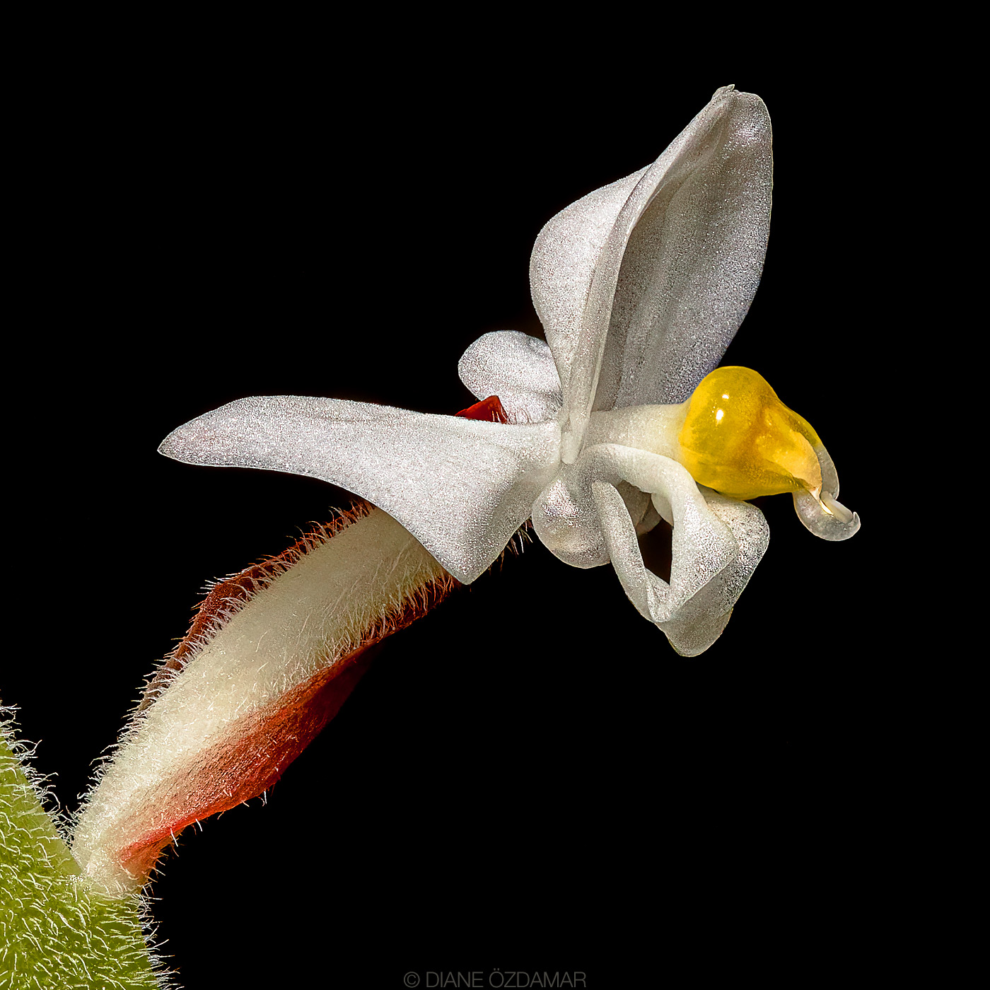 utils/images/species/spc_000115489_000010934.jpg