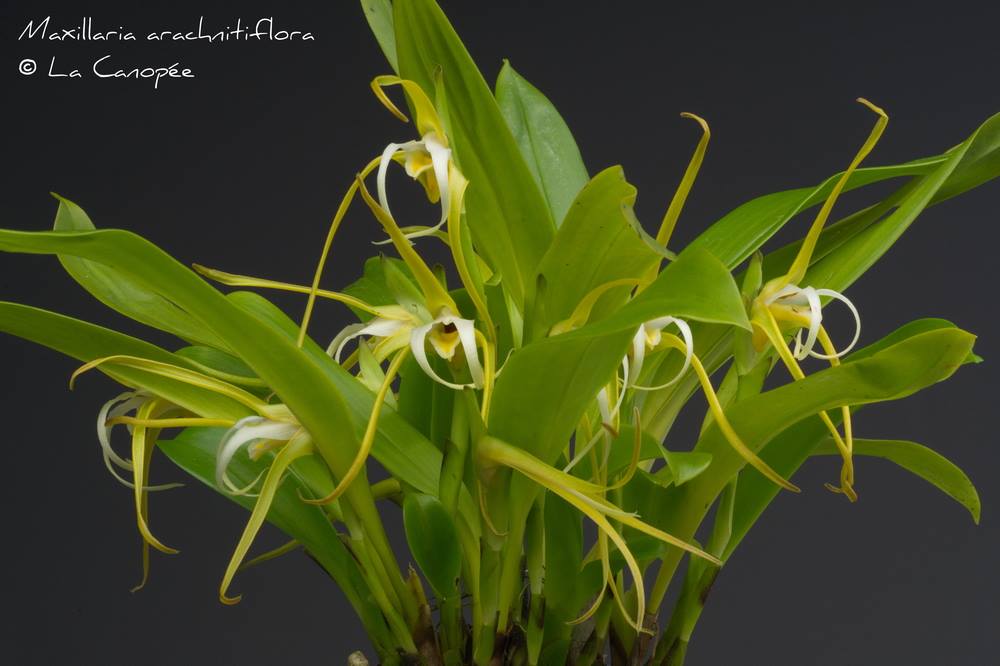 Maxillaria arachnitiflora