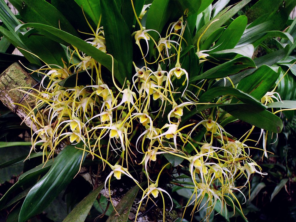 Maxillaria arachnitiflora