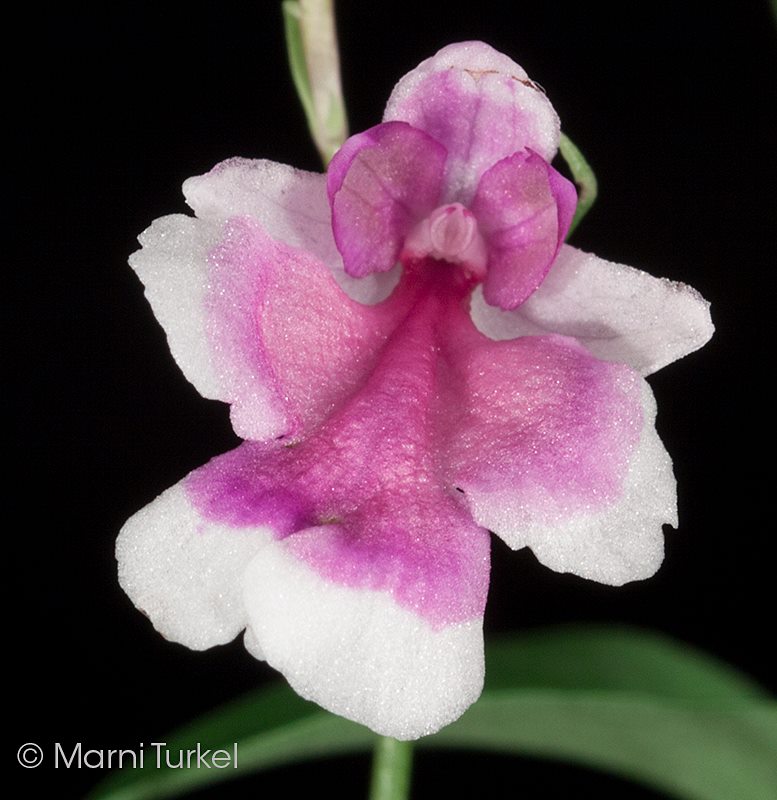 utils/images/species/spc_000122857_000491989.jpg