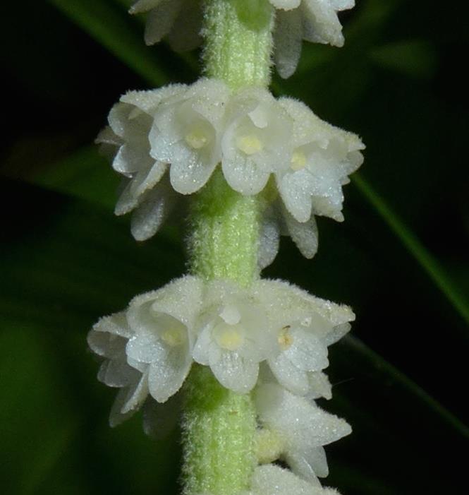 utils/images/species/spc_000122957_000016552.jpg