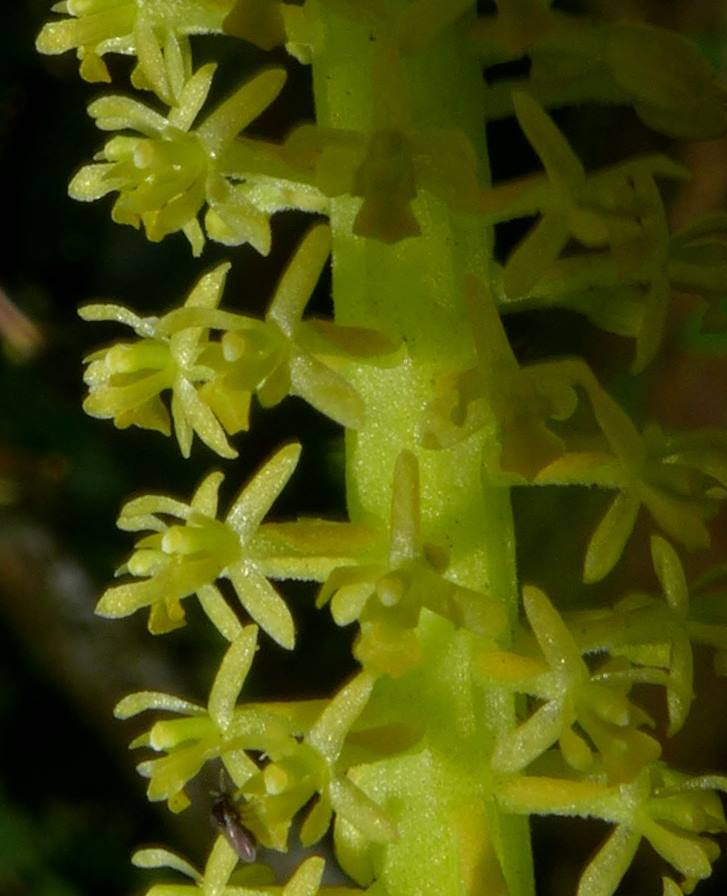 utils/images/species/spc_000123342_000099351.jpg