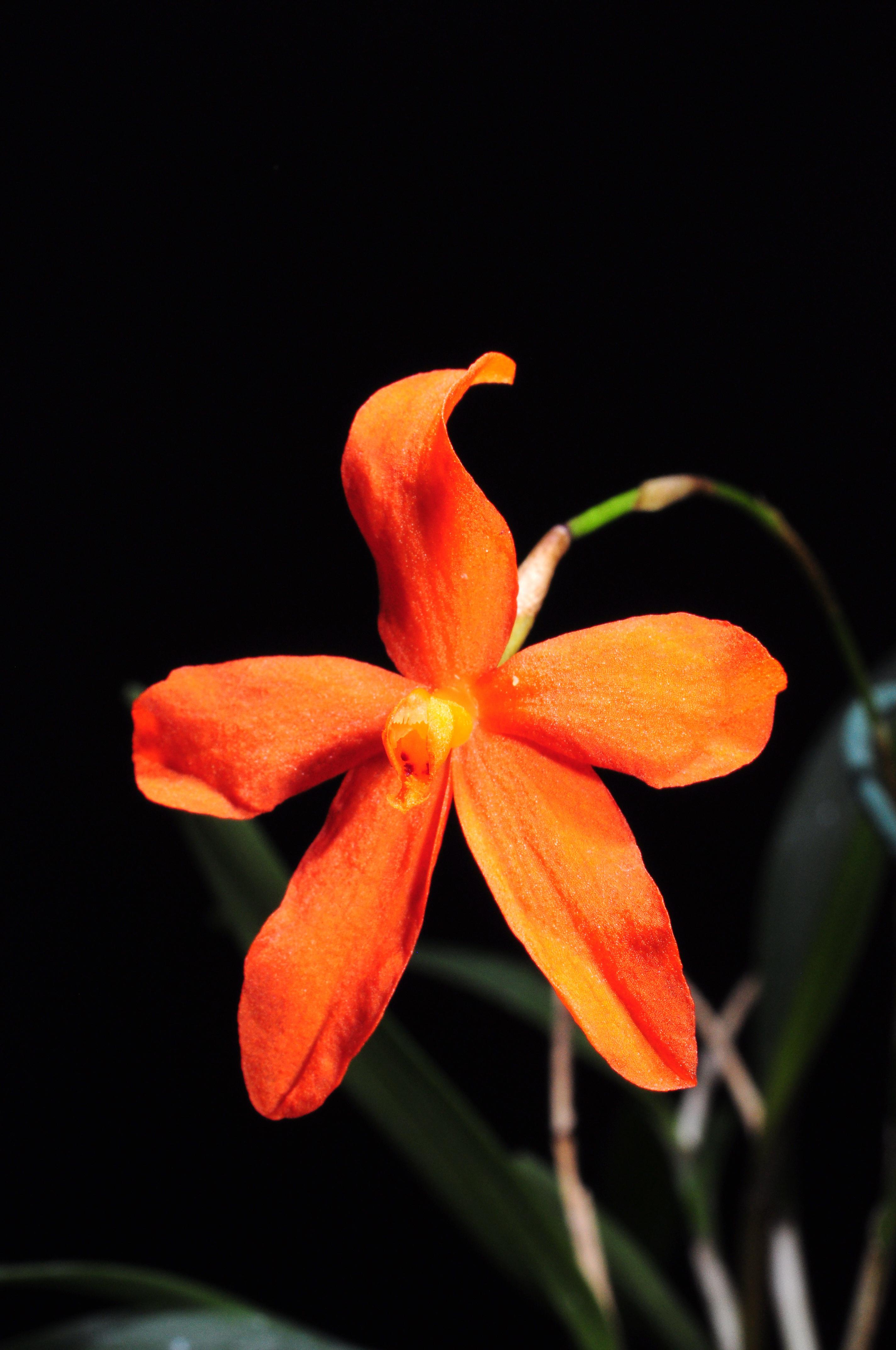 utils/images/species/spc_000133676_000002574.JPG