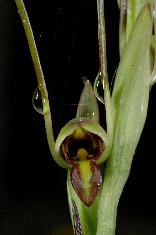 utils/images/species/spc_000144221_000015217.jpg