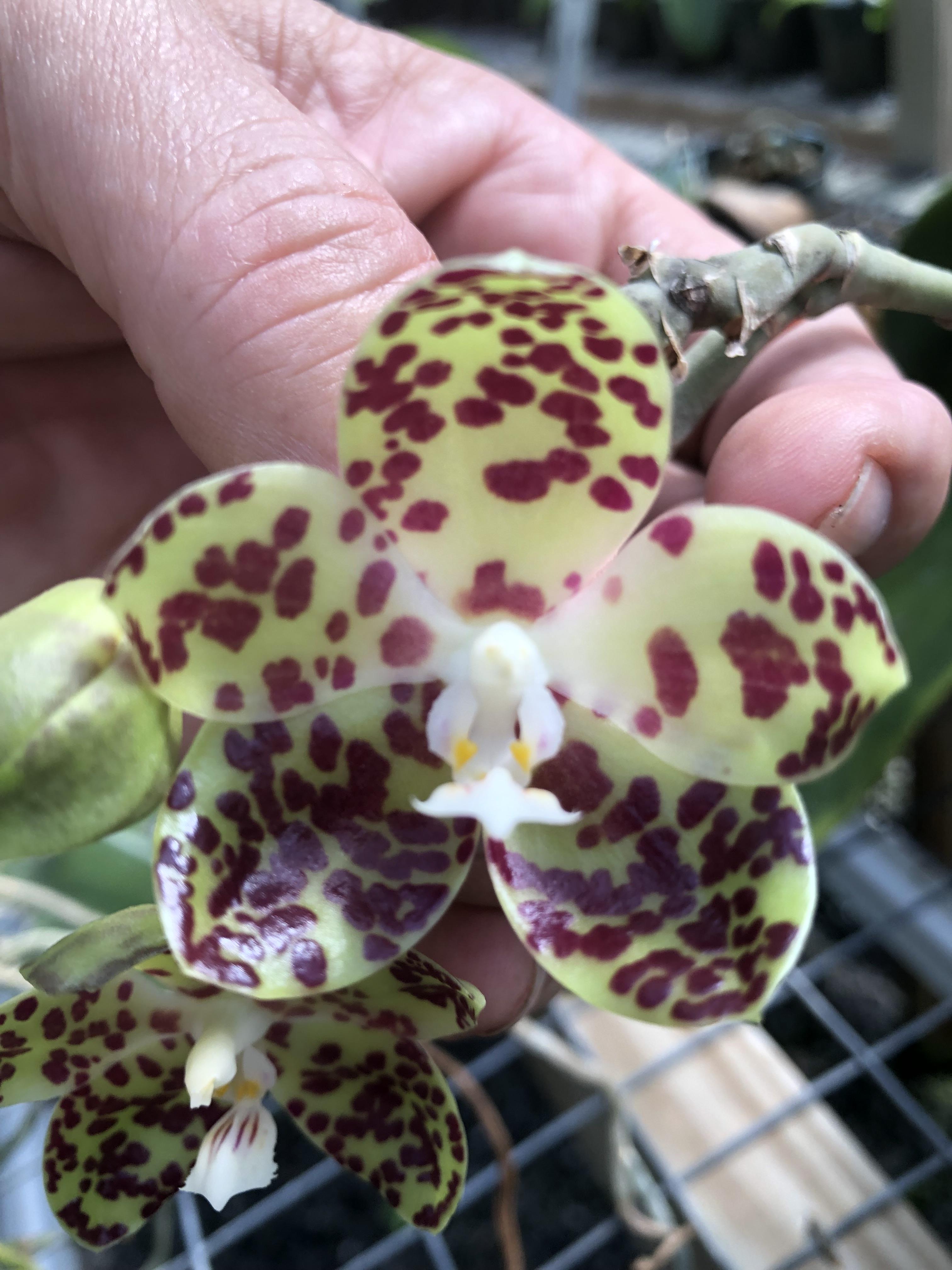 utils/images/species/spc_000151193_000020584.jpeg