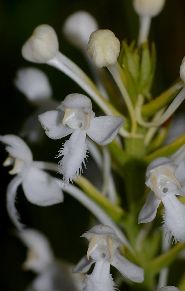 utils/images/species/spc_000157049_000030746.jpg