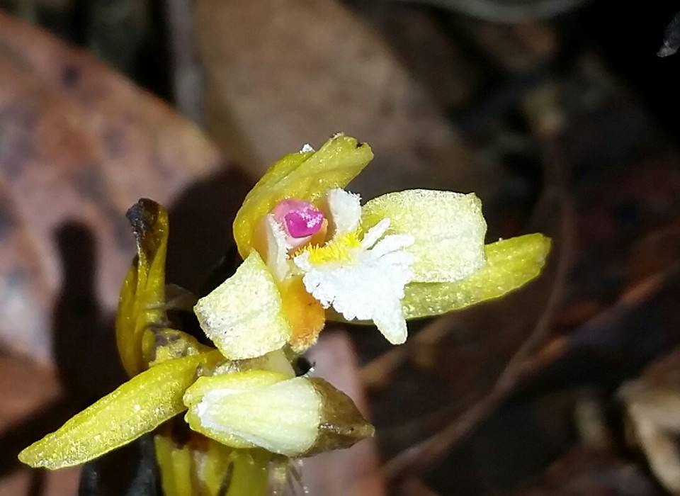utils/images/species/spc_000162050_000017471.jpg