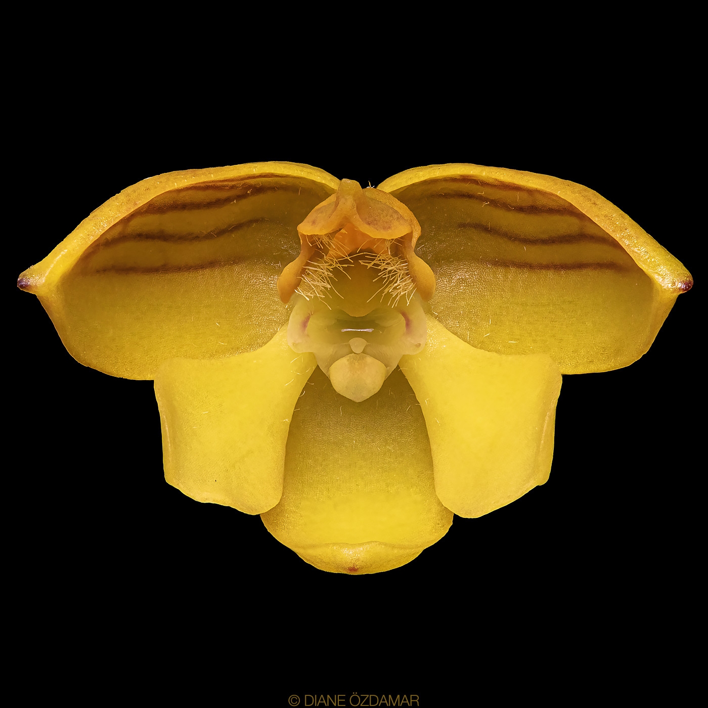 utils/images/species/spc_000162993_000019772.jpg