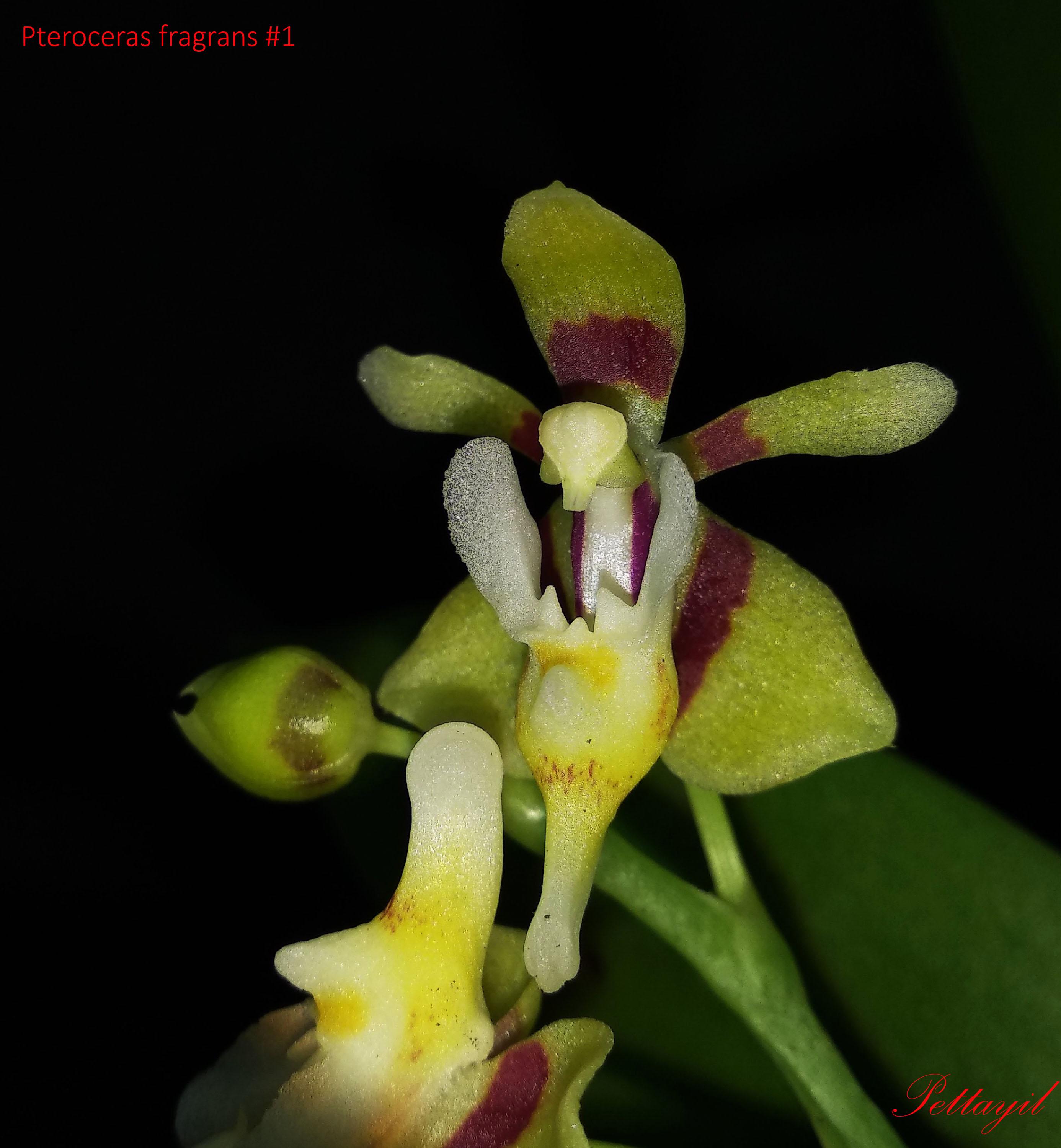 utils/images/species/spc_000170387_000006761.jpg