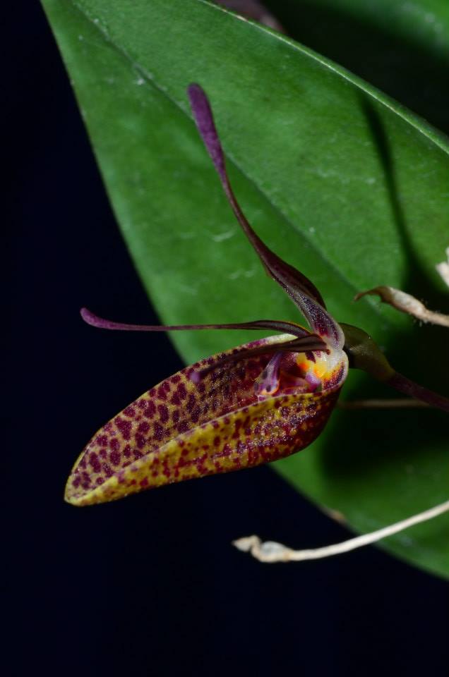 utils/images/species/spc_000177469_000014023.jpg
