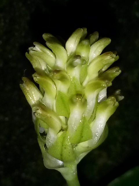 utils/images/species/spc_000177745_000214047.jpg