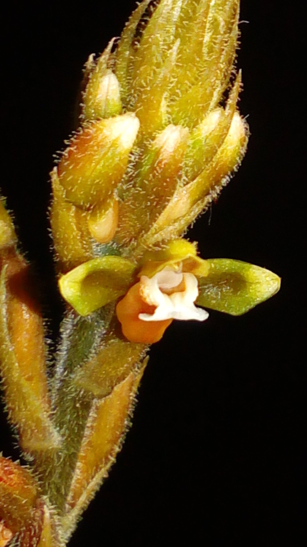 utils/images/species/spc_000178470_000072106.jpg