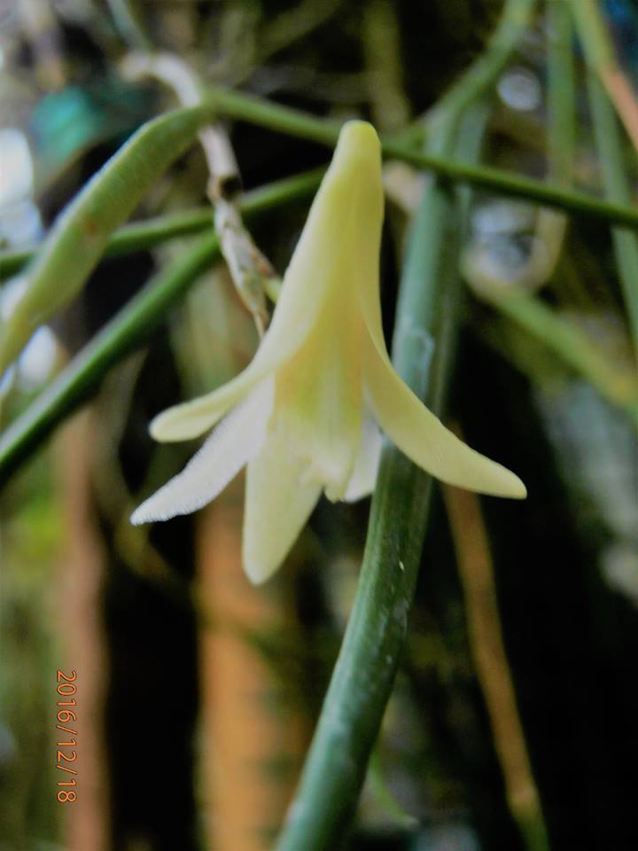Dendrobium modestum orchid photo gallery