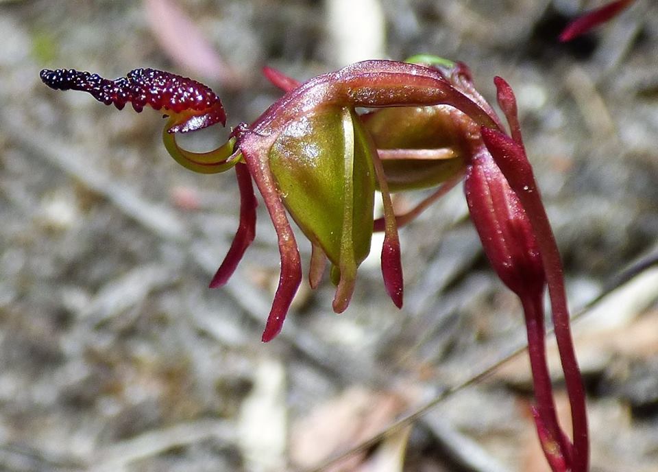 utils/images/species/spc_000178716_000147407.jpg