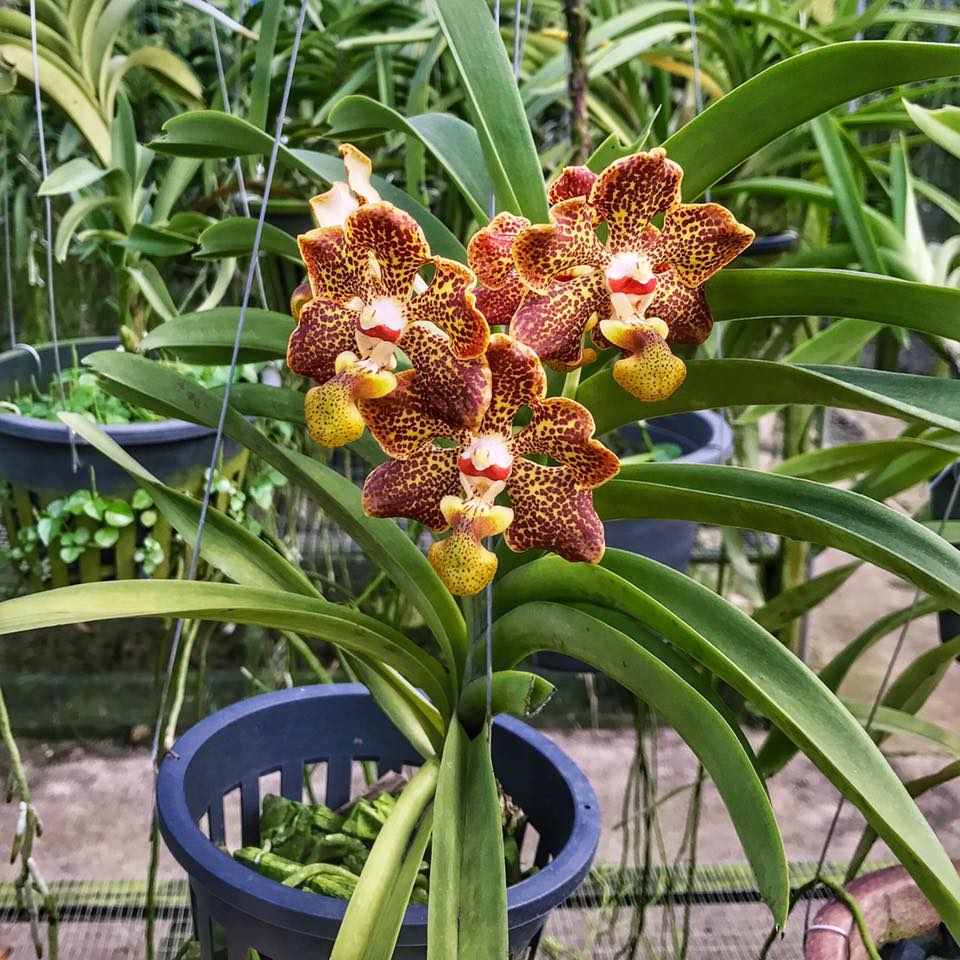 Vanda lombokensis
