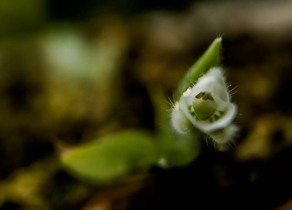 utils/images/species/spc_000182643_000107849.jpg