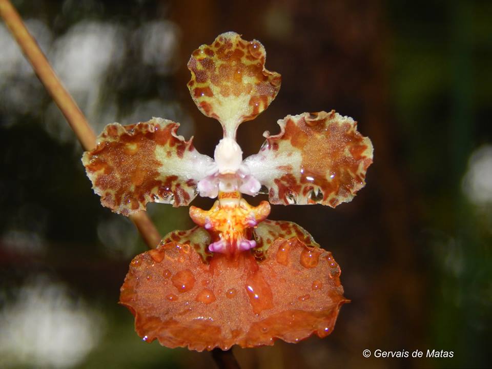 utils/images/species/spc_000187158_000208060.jpg