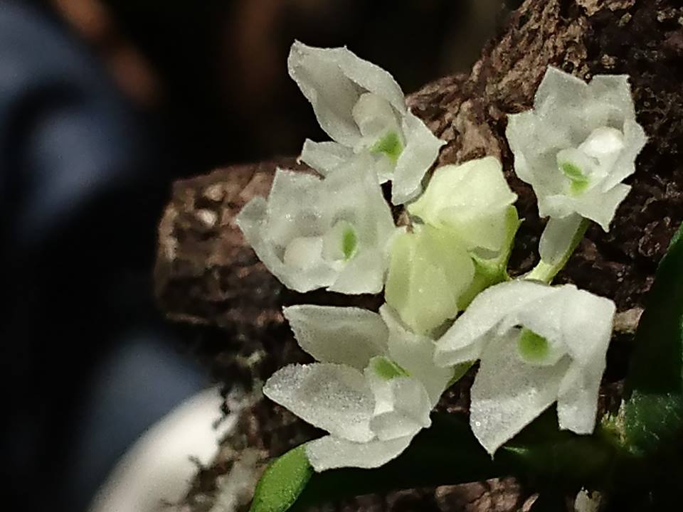utils/images/species/spc_000190377_000490948.jpg