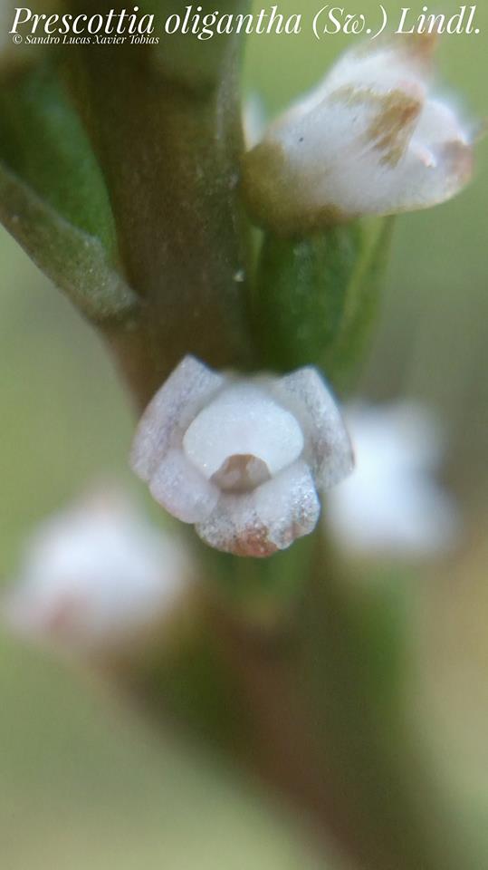 utils/images/species/spc_000190761_000165239.jpg