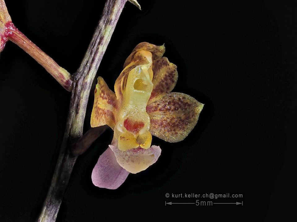 utils/images/species/spc_000191499_000178326.jpg