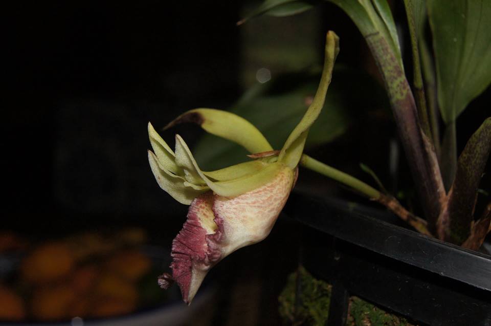 utils/images/species/spc_000191793_000333768.jpg