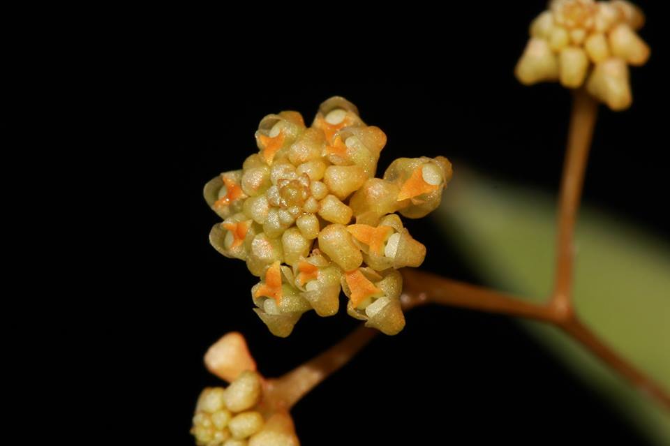 utils/images/species/spc_000209222_000024580.jpg