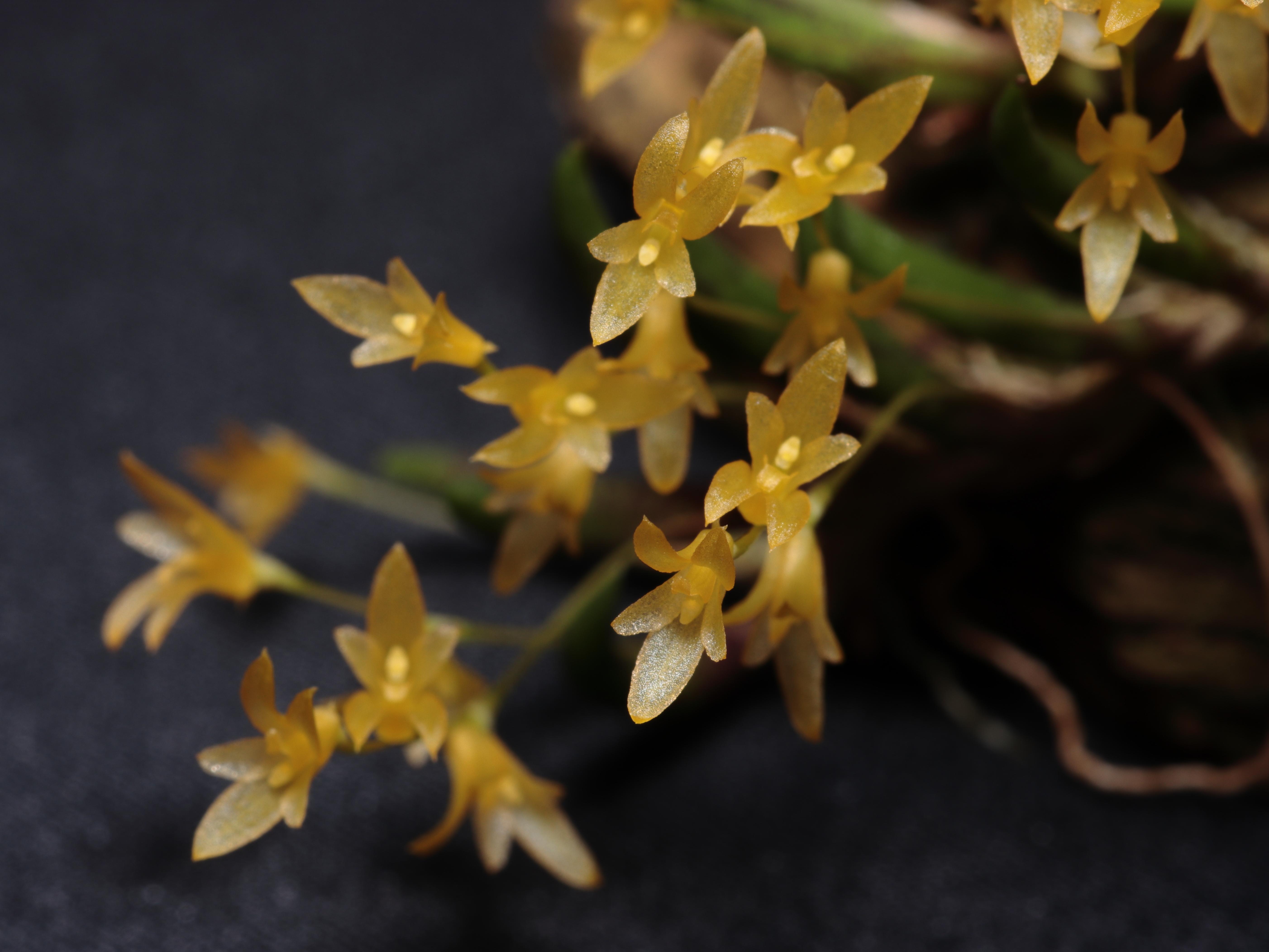 Acianthera leptotifolia orchid photo gallery