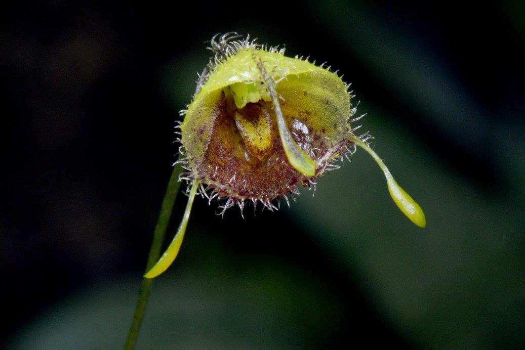 utils/images/species/spc_000239720_000018258.jpg