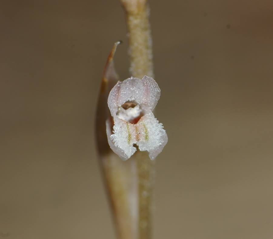 utils/images/species/spc_000262832_000028153.jpg