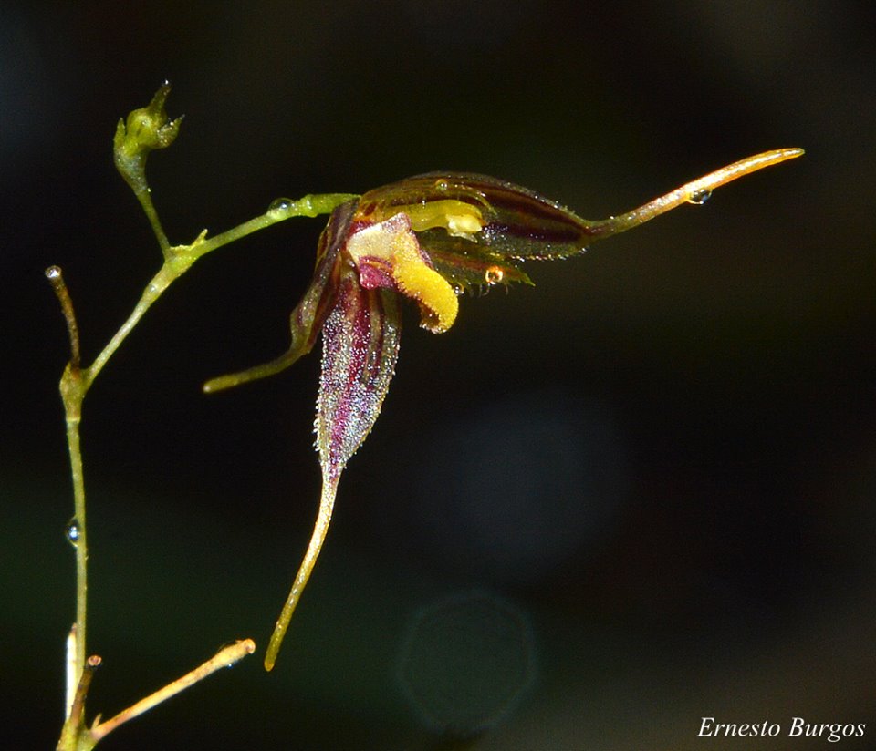 utils/images/species/spc_000266229_000015506.jpg