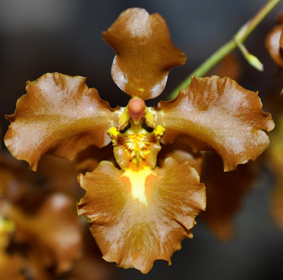 utils/images/species/spc_000457709_000015187.jpg