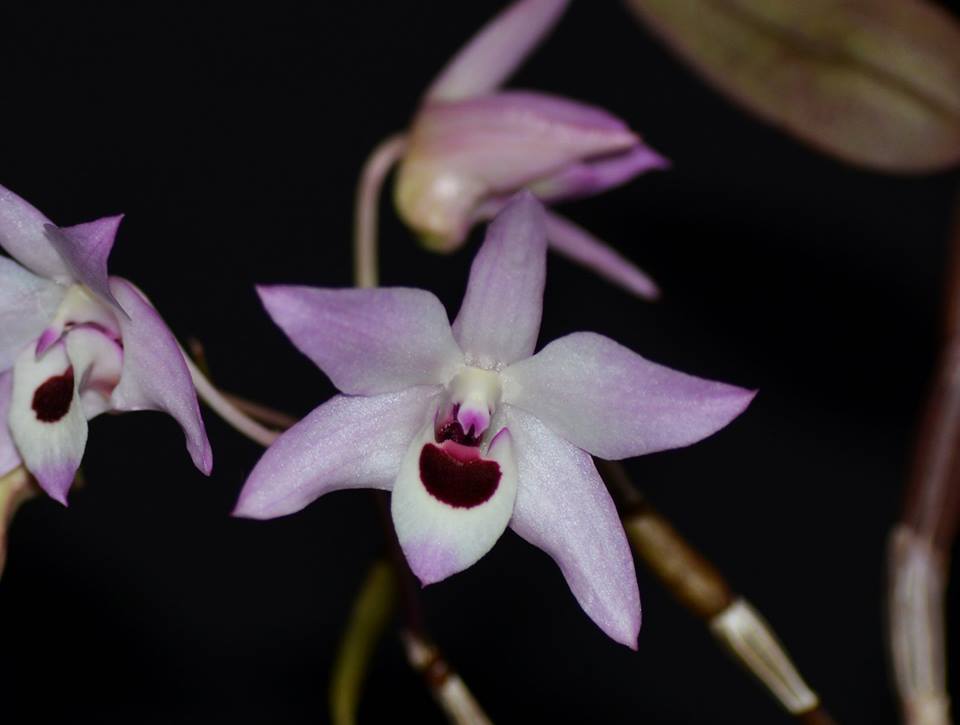 Dendrobium Fengling Dragonfly