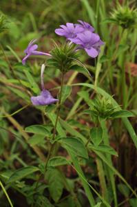 Barleria cristata