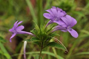 Barleria cristata