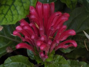 utils/thumbs/Acanthaceae/Justicia_2GMyRSXd59zUTzKvhc5CYU.jpg
