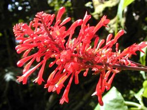 utils/thumbs/Acanthaceae/Odontonema_Xgn29oBxAL84g7CG2ru62m.jpg