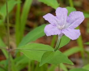 utils/thumbs/Acanthaceae/Ruellia_Jhu5YSQS4nrSsdJxbDASwt.jpg