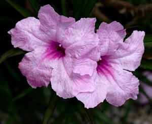 Ruellia simplex