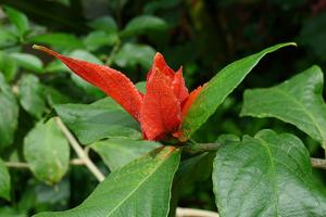 utils/thumbs/Acanthaceae/Ruellia_iHucdekkZDACEYnJ7D4SFg.jpg