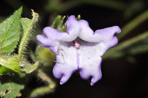 utils/thumbs/Acanthaceae/Strobilanthes_m4DFjircZDRJroCTg8VN7o.jpg