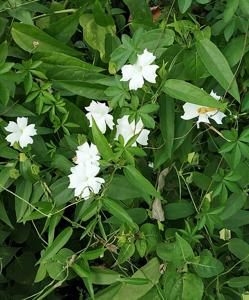 Thunbergia fragrans