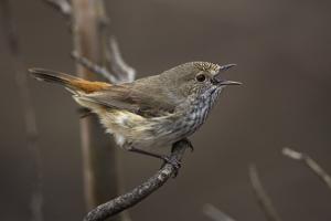 Acanthiza apicalis