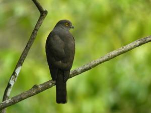 Accipiter francesiae