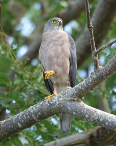 Accipiter rufitorques