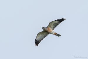 Accipiter soloensis