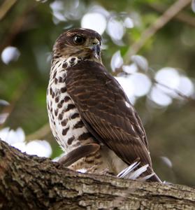 Accipiter minullus