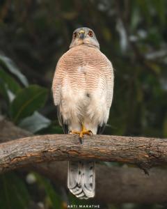 Accipiter badius