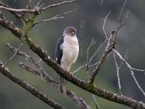 Accipiter francesiae