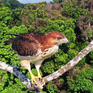 utils/thumbs/Accipitridae/Buteo_PQje5et9H5JWPcxwxvLMF9.jpg